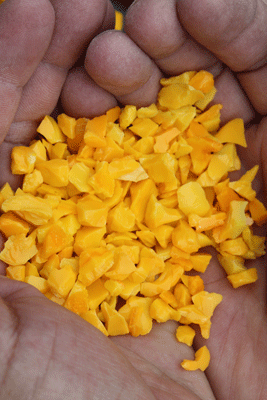 corn yellow r77f4 3